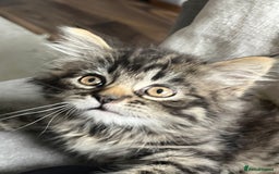 Mixed Breed cats for sale: 8 week old male fluffy tabby kitten - Image 1