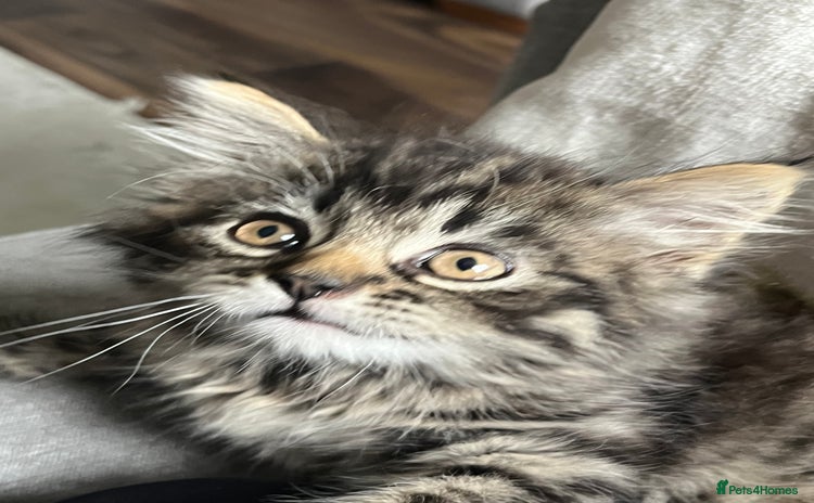 Mixed Breed cats - Advert 2