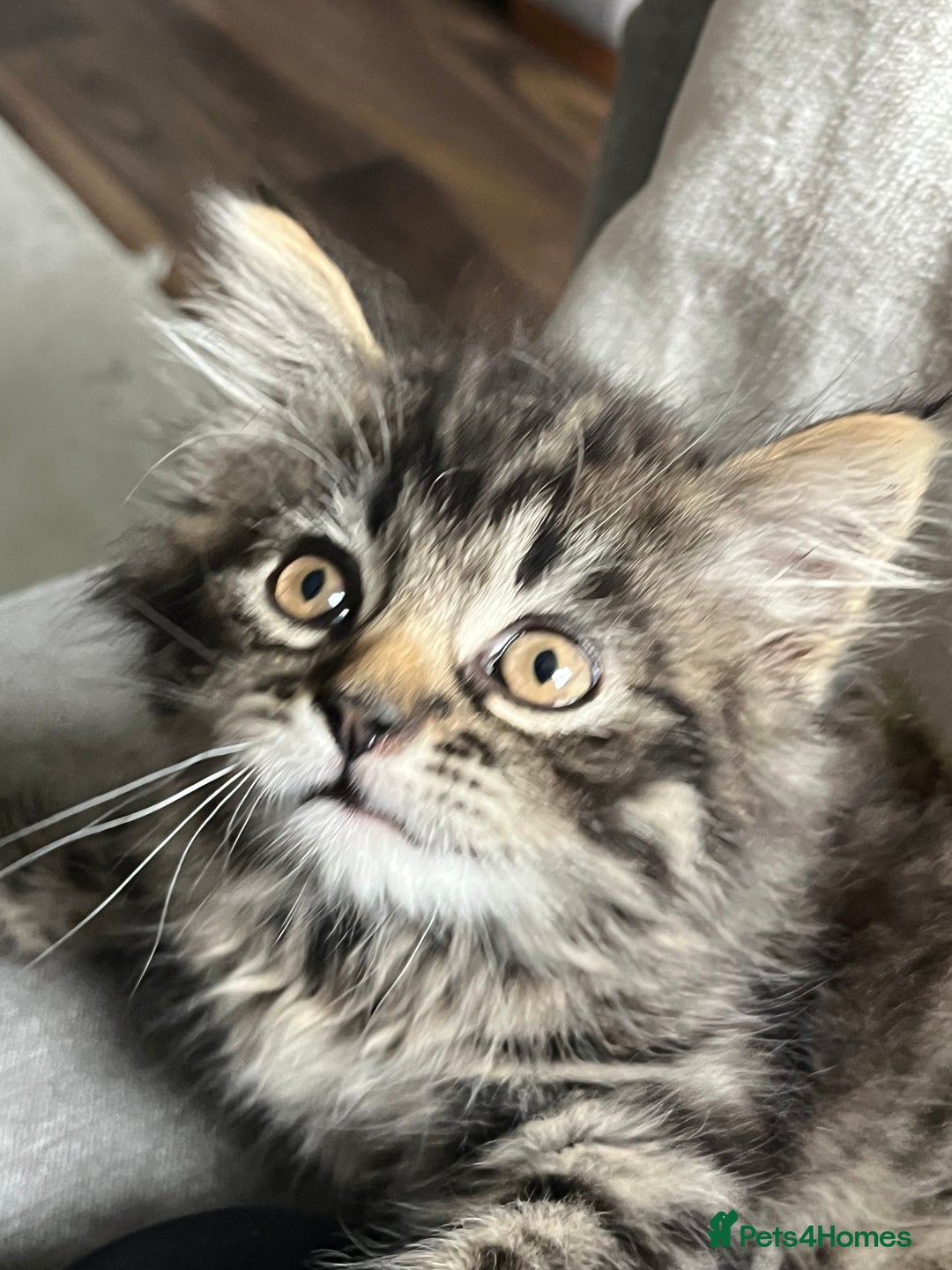 Mixed Breed cats for sale: 8 week old male fluffy tabby kitten - Image 1