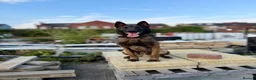 Mixed Breed dogs for sale: Trained security Belgiun Malinois  in Leeds - Advert 4