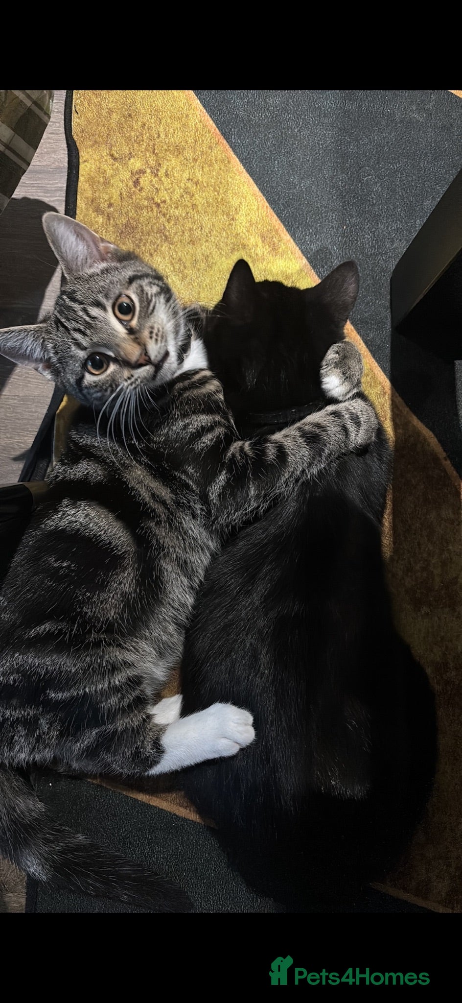 Mixed Breed cats Beautiful male kittens available 9 months old - Advert 5