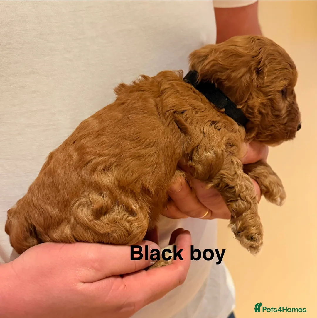 Cockapoo dogs for sale: 6 beautiful Cockerpoo  - Advert 11