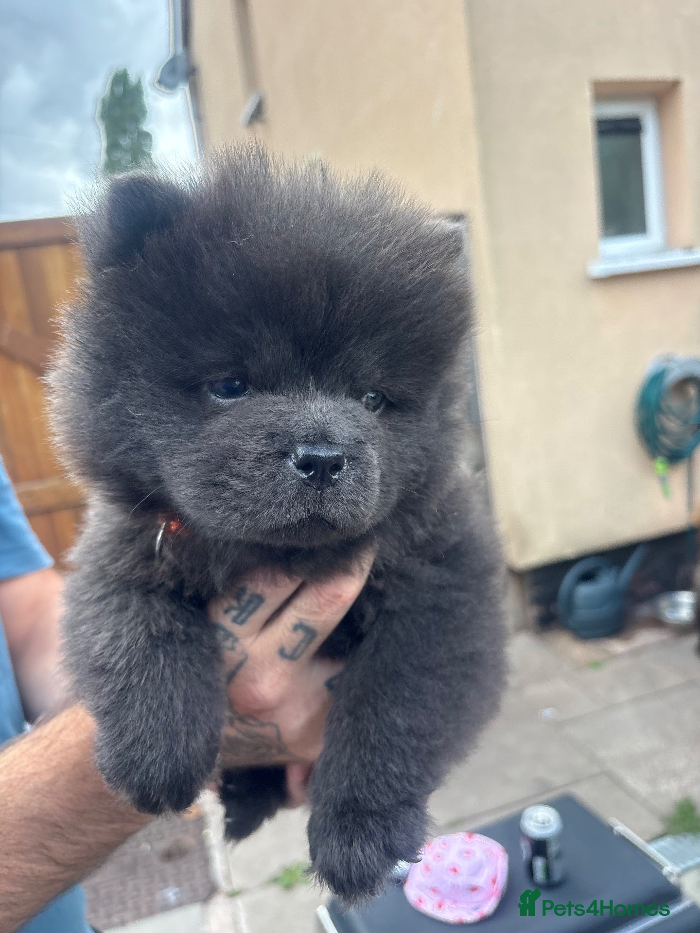 Chow Chow dogs Chow pups ready papers to hand !!! - Advert 11