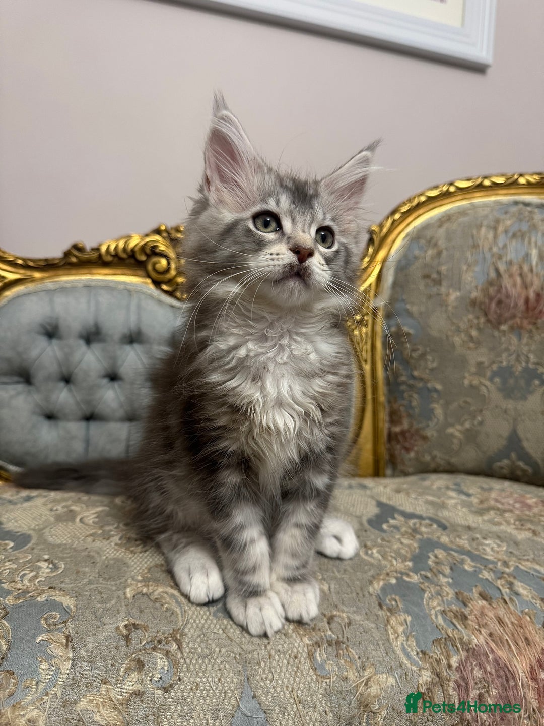 Maine Coon cats for sale: Maine Coon Kittens 🏆 20+ gen 🧬 Full Pedigree - Advert 6