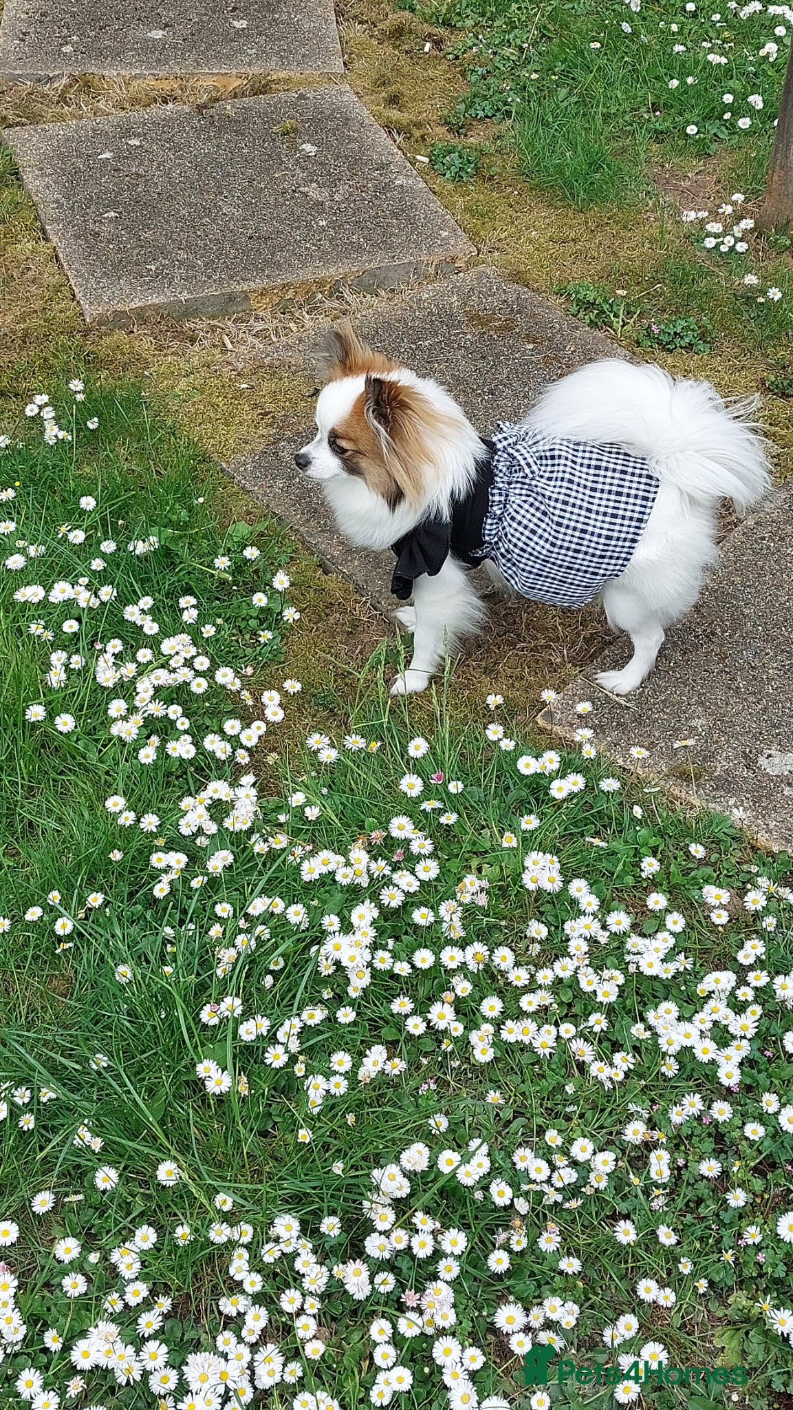 Mixed Breed dogs for sale: Dog for sale  in Gillingham - Advert 7