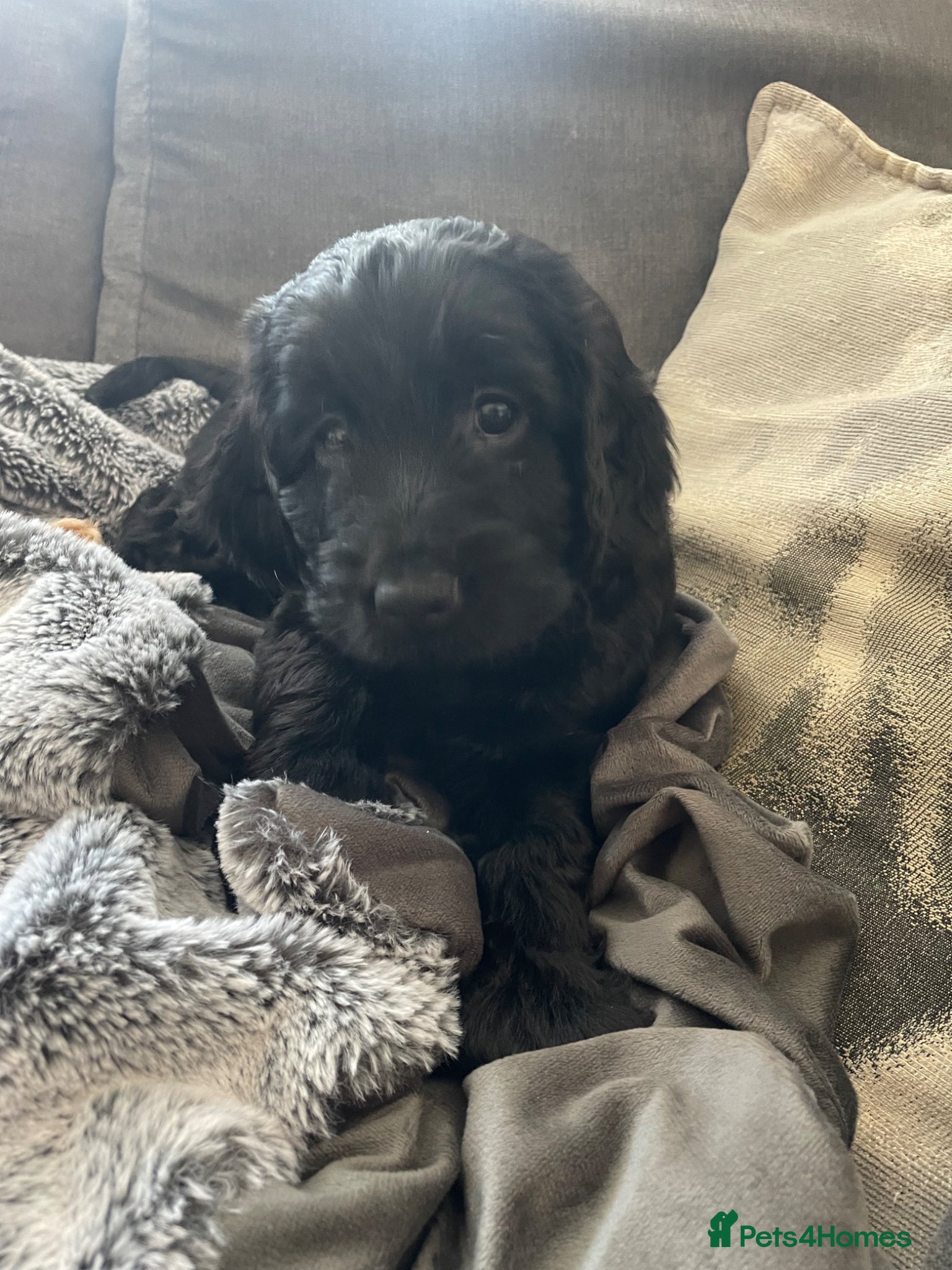 Mixed Breed dogs Beautiful litter of Cockadoodlepoos  - Advert 2