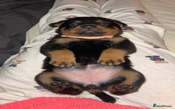 Rottweiler dogs for sale: Beautiful Rottweiler pups  - Image 23