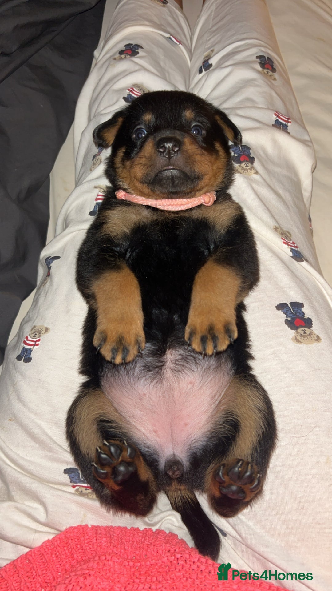 Rottweiler dogs for sale: Beautiful Rottweiler pups  - Image 23