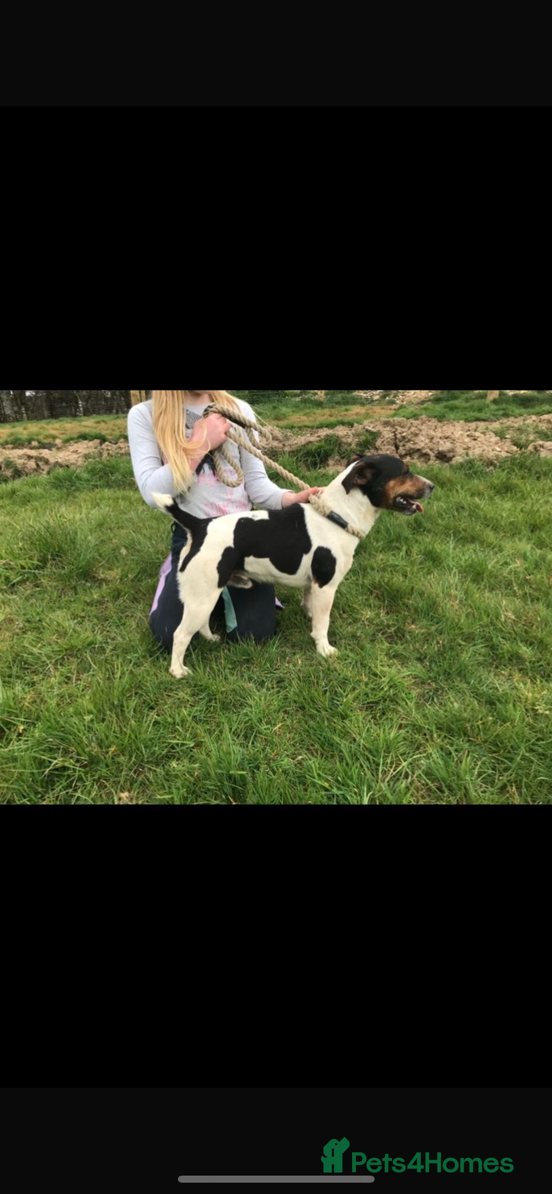 Jack Russell dogs for sale: Jack Russell puppies for sale - Advert 10