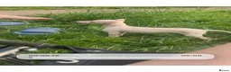 Italian Greyhound dogs for sale: Cream  girl ready to leave  - Advert 9