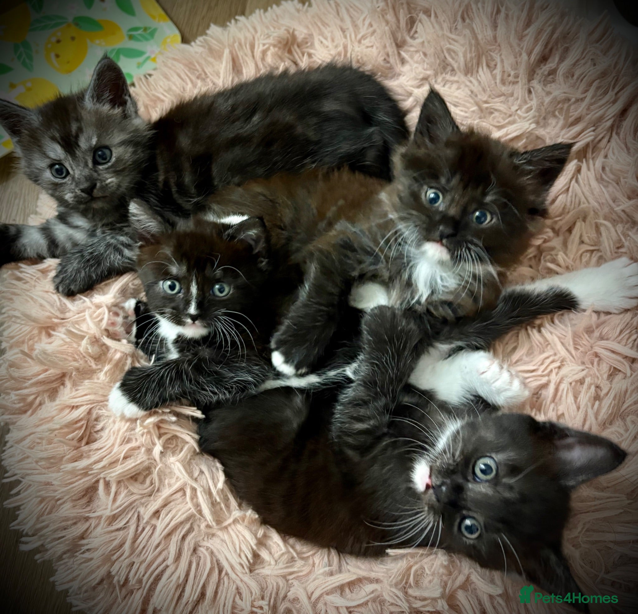 Maine Coon cats Polydactyl Maine coon kittens  - Advert 5