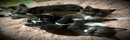 Maine Coon cats for sale: 🐾LAST KITTEN🐾 Polydactyl kittens  - Advert 10