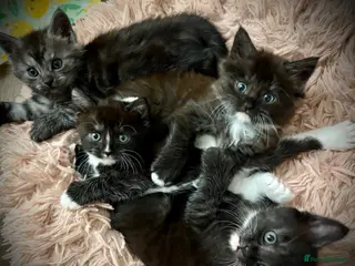 Maine Coon cats Polydactyl Maine coon kittens - Advert 11