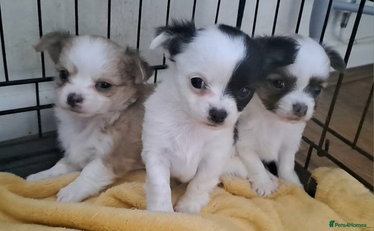 Chihuahua dogs - Advert 2