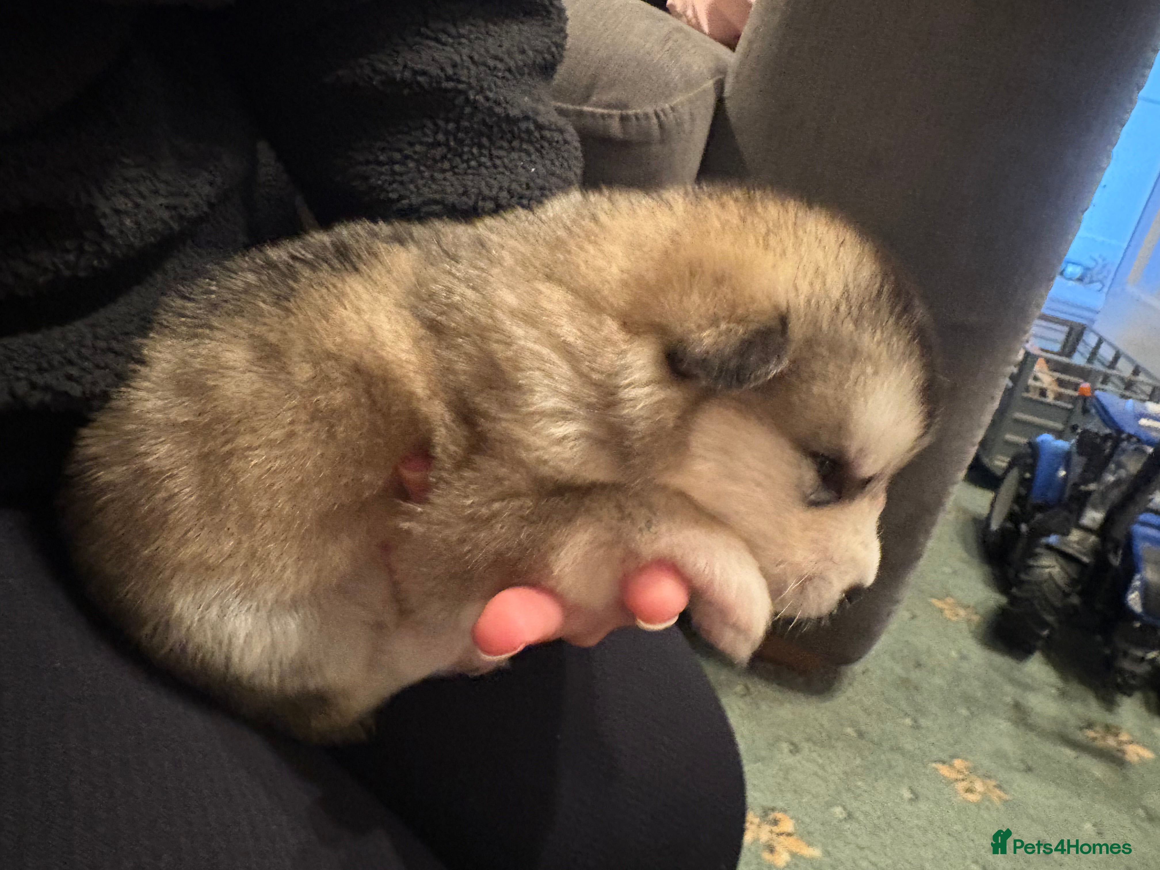 Alaskan Malamute dogs for sale: K.C Registered Quality Alaskan Malamute Puppies - Advert 26