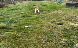 Beagle dogs for sale: Female beagle  - Image 2