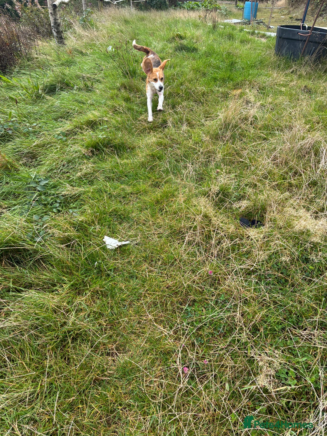 Beagle dogs for sale: Female beagle  - Image 2