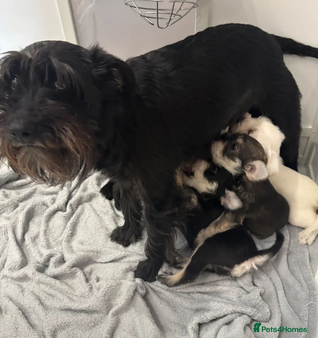 Miniature Schnauzer dogs for sale: KC Reg miniature Schnauzer puppies  - Advert 17
