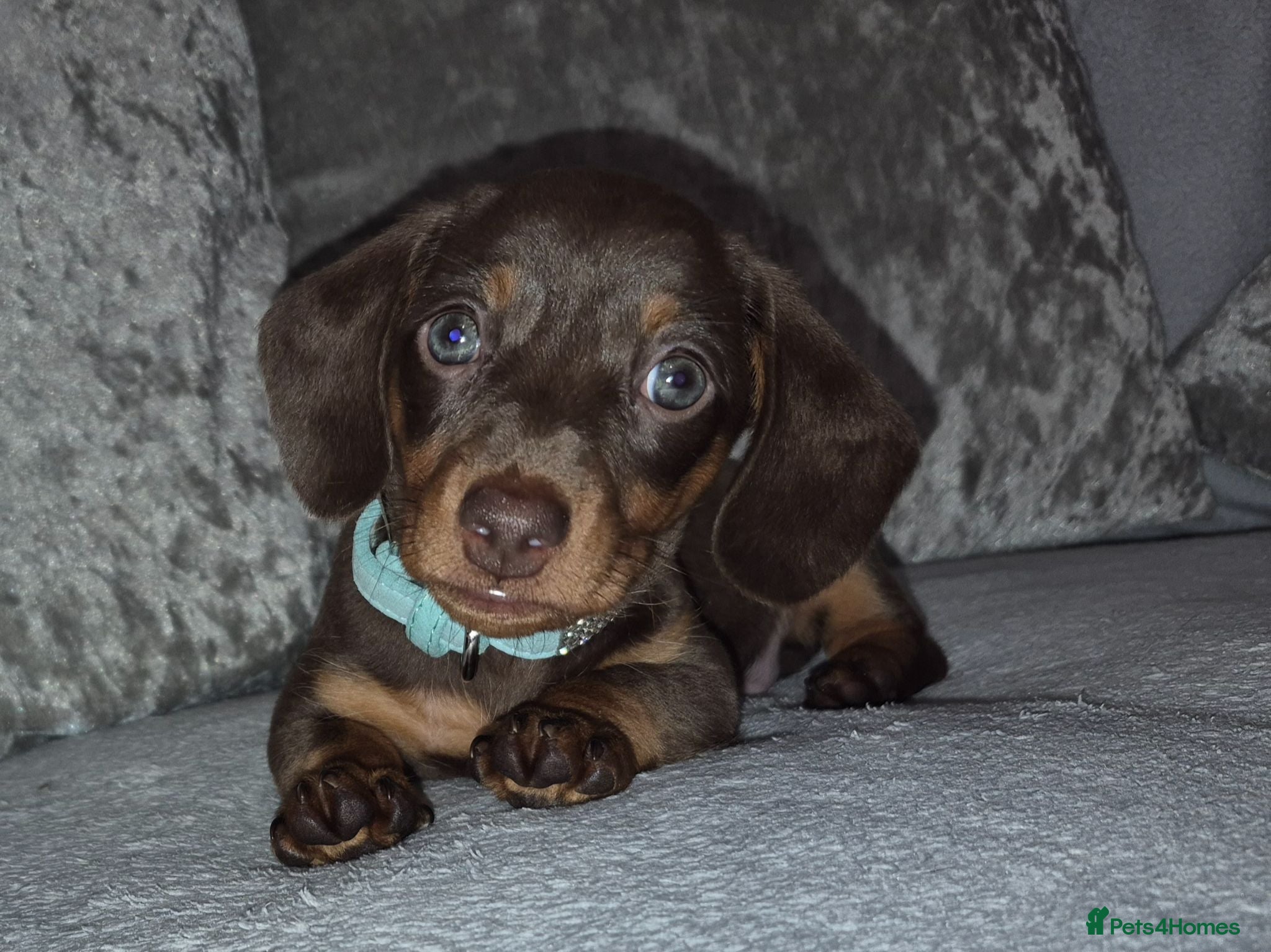 Miniature Dachshund dogs Adorable miniature dashounds. - Advert 17