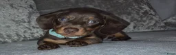 Miniature Dachshund dogs for sale: Adorable miniature dashounds. - Advert 1