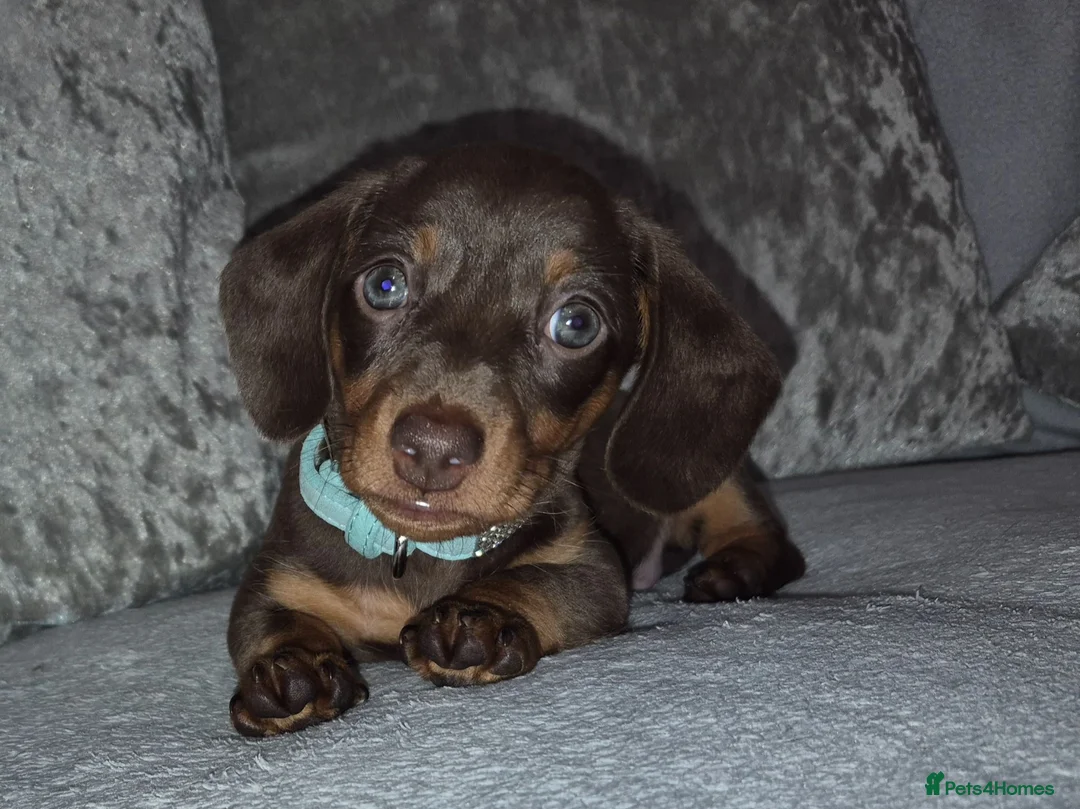 Miniature Dachshund dogs for sale: Adorable miniature dashounds. - Advert 1