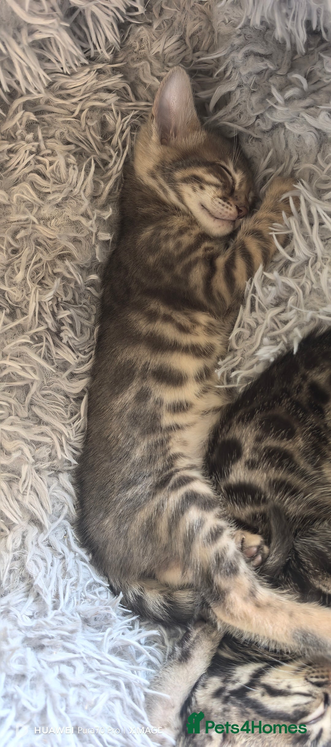 Bengal cats for sale: Silver Bengal kitten for sale  - Advert 13