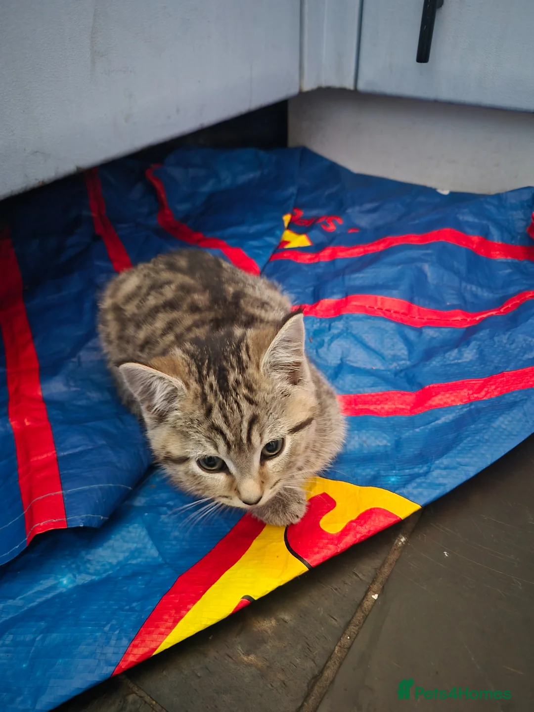 Mixed Breed cats for sale: 3 kittens for sale  - Advert 2