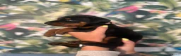 Dobermann dogs for sale: INTERNATIONAL CHAMPION EUROPEAN DOBERMANNS  - Advert 21