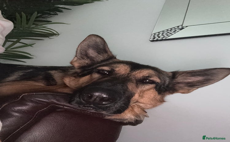 German Shepherd dogs - Advert 11