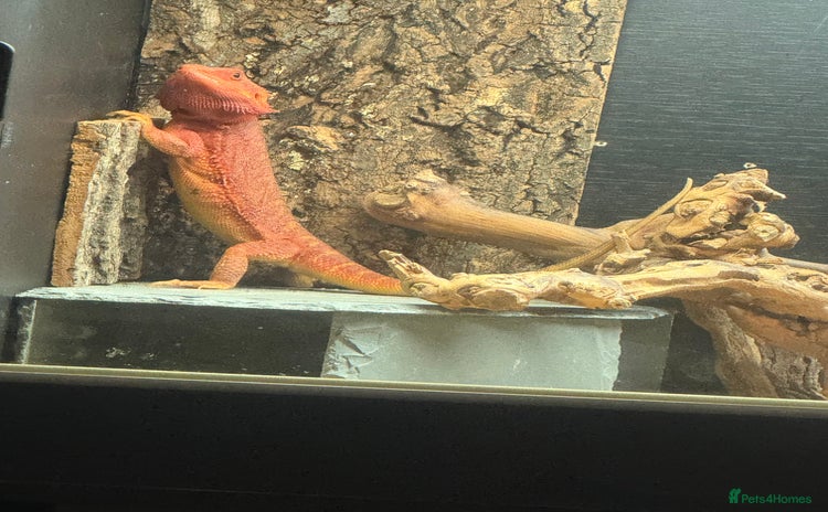 Bearded Dragon reptiles - Advert 1