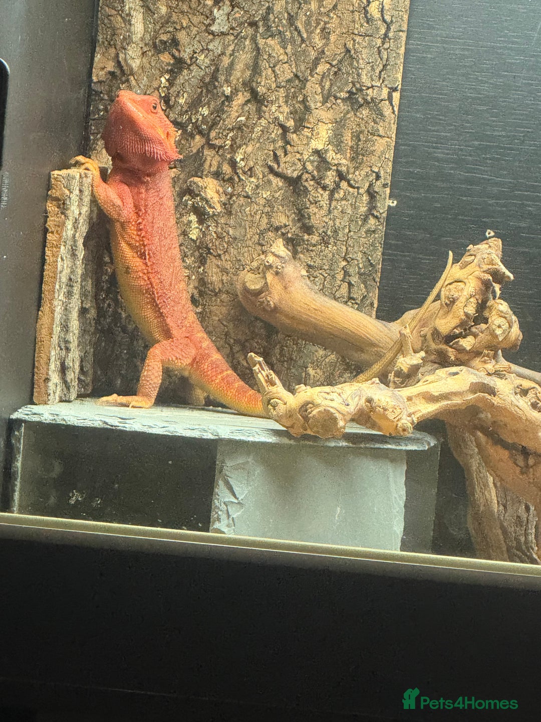 Bearded Dragon reptiles for sale: Red beaded dragon  - Image 1
