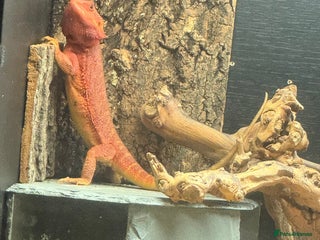 Bearded Dragon reptiles for sale - Advert 1