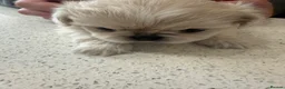 Pekingese dogs for sale: 🐾 Pekingese Puppies – Ready for Loving Homes 🐾 - Advert 4