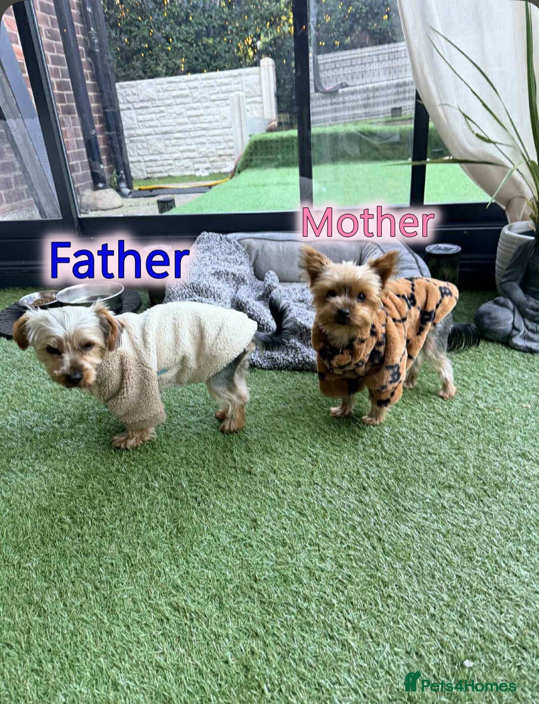 Yorkshire Terrier dogs for sale: Tiny Yorkshire Terrier GIRL - Advert 2