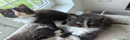 Ragdoll cats for sale: Ragdoll kittens - Advert 28