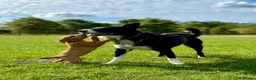 Border Collie dogs for stud: ISDS Reg Collie Stud - Advert 3