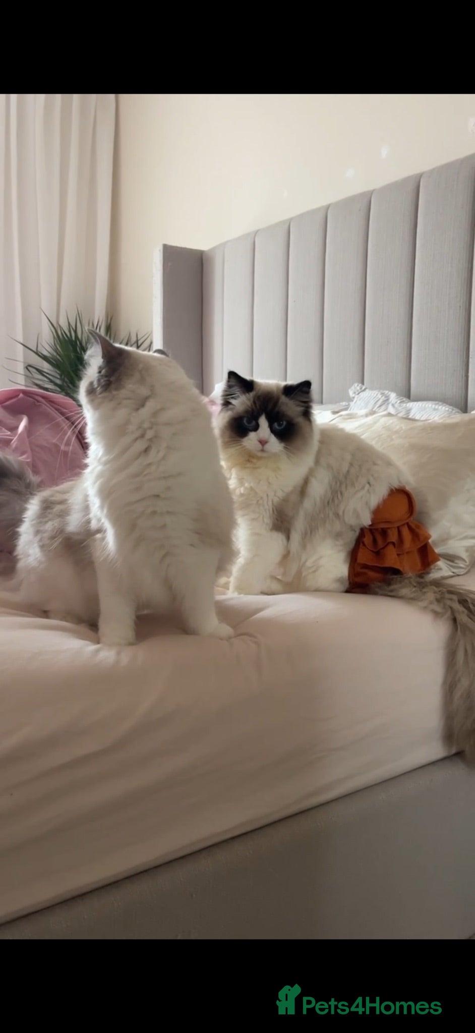 Ragdoll cats Stud Male for Sale  - Advert 8