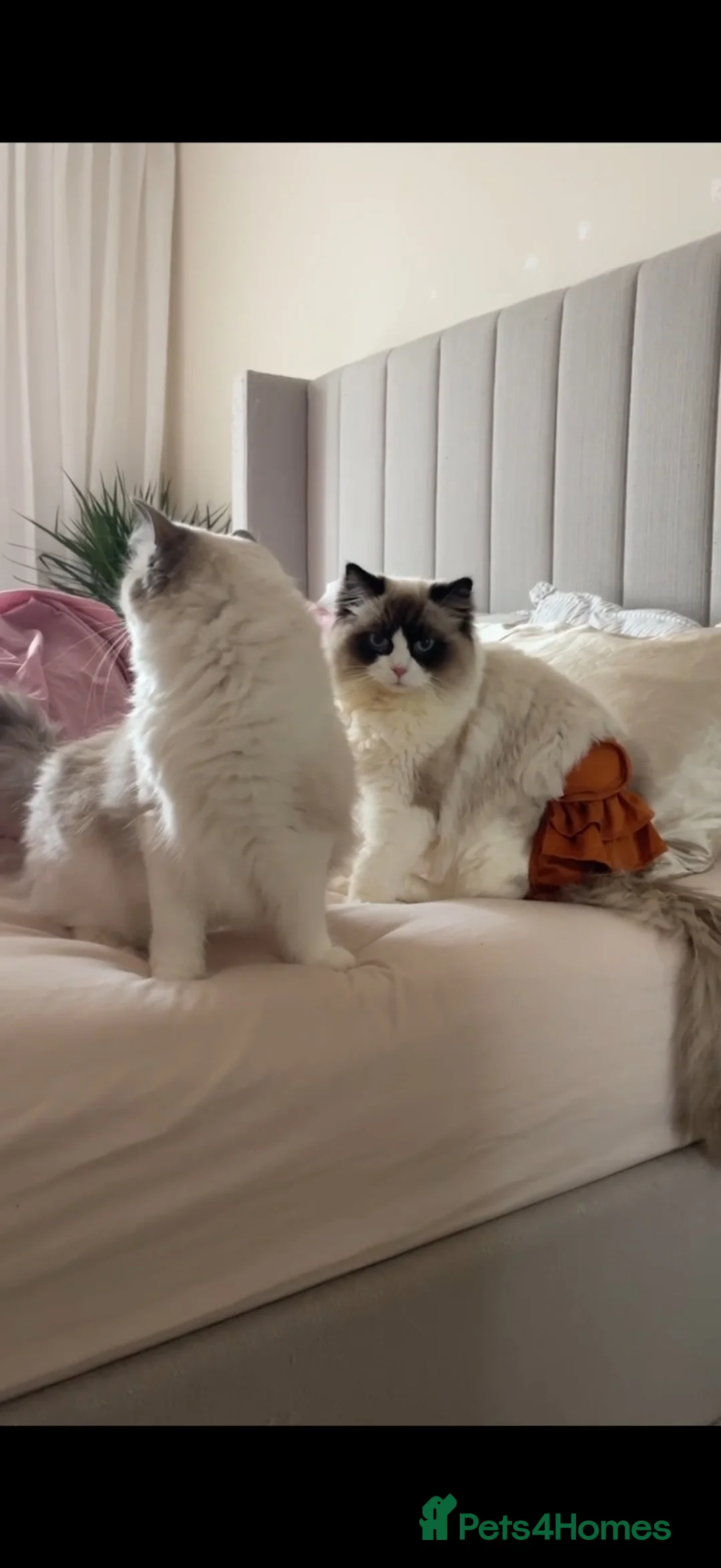 Ragdoll cats for sale: Stud Male for Sale  - Advert 1