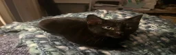 Mixed Breed cats for sale: Beautiful Black Boy  - Advert 4