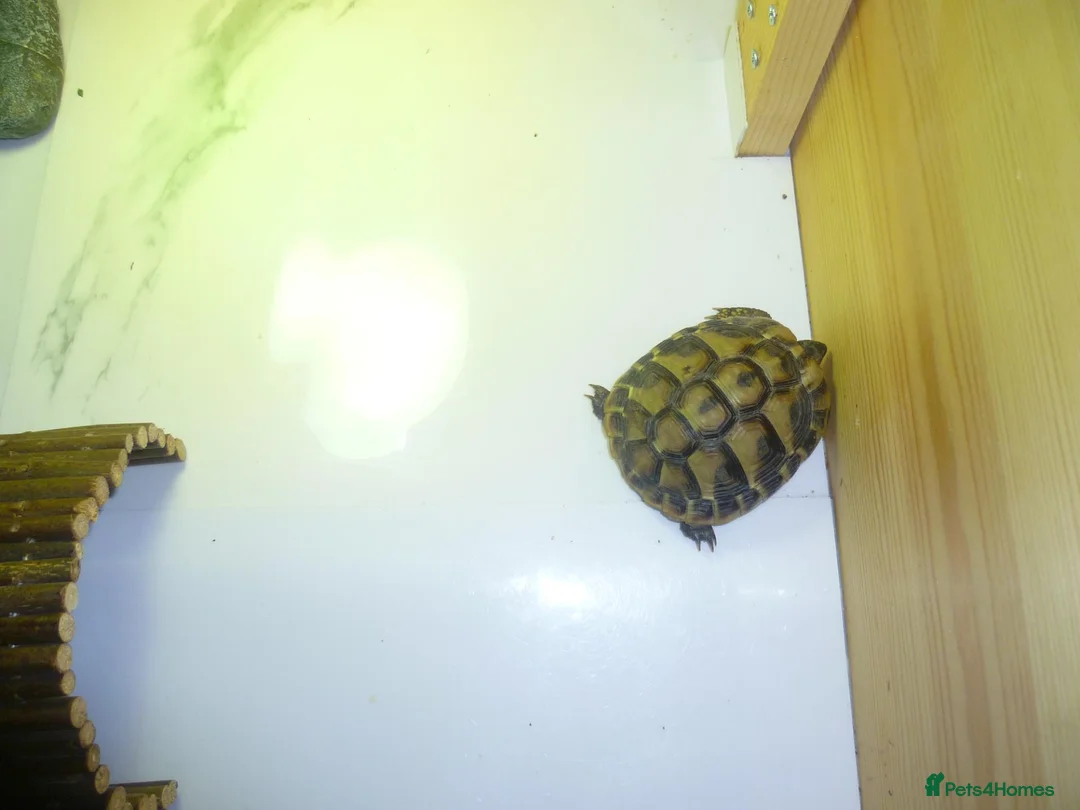 Hermann Tortoise reptiles for sale: 2x Hermann Tortoises With Tortoise Table SetUp in Bournemouth - Advert 2