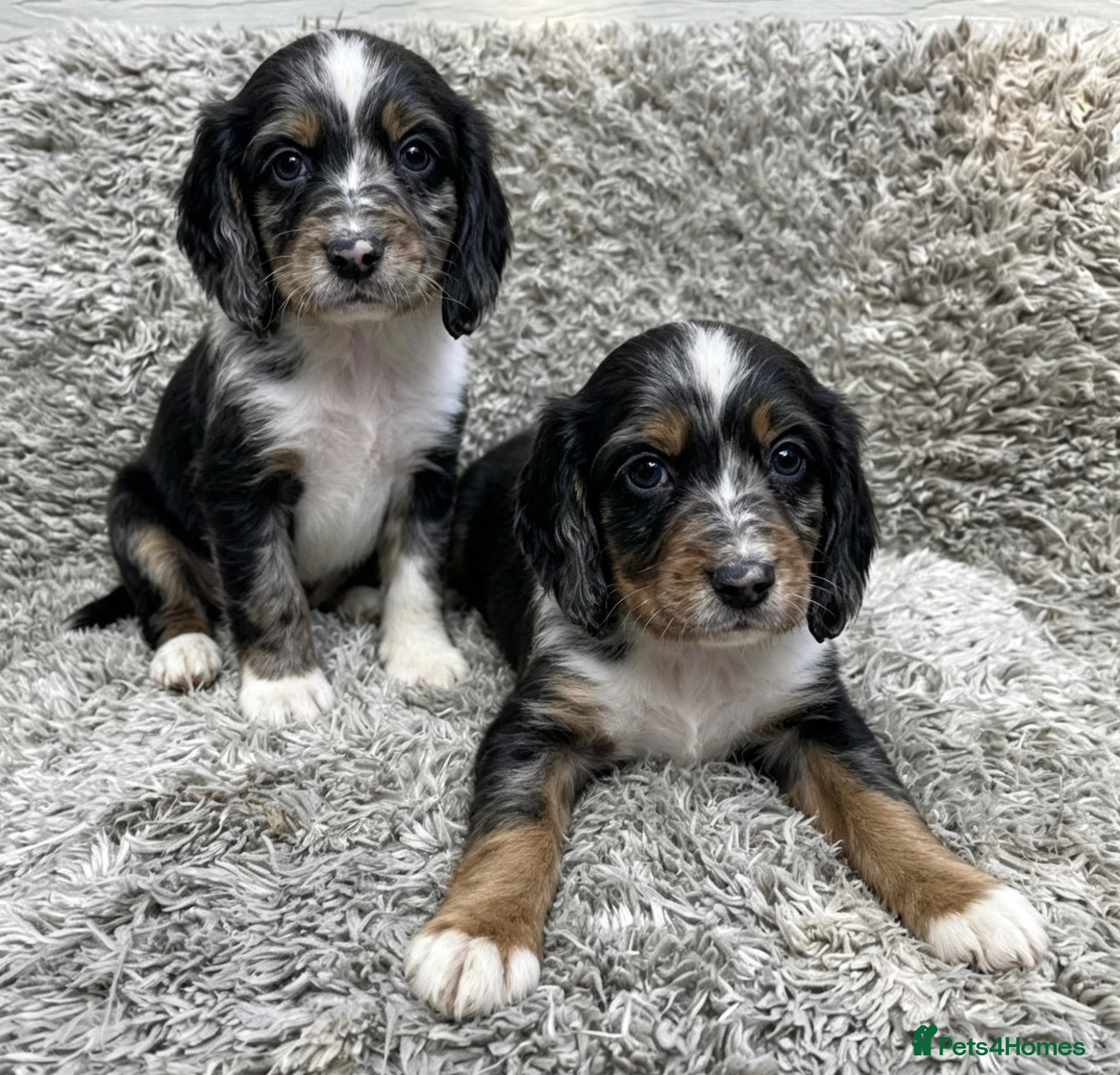 Cocker Spaniel dogs Cocker spaniel puppies - Advert 2