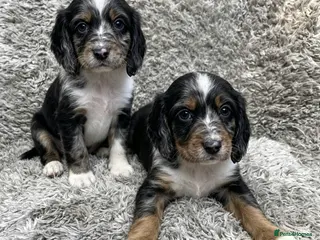 Cocker Spaniel dogs Cocker spaniel puppies - Advert 4