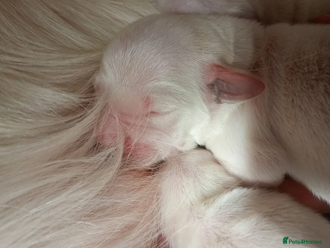 Golden Retriever dogs for sale: KC Registered Show Type Golden Retriever Puppies - Advert 29