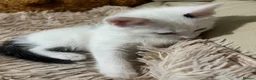 Mixed Breed cats for sale: 6 Lovely Kittens for sale  - Advert 26