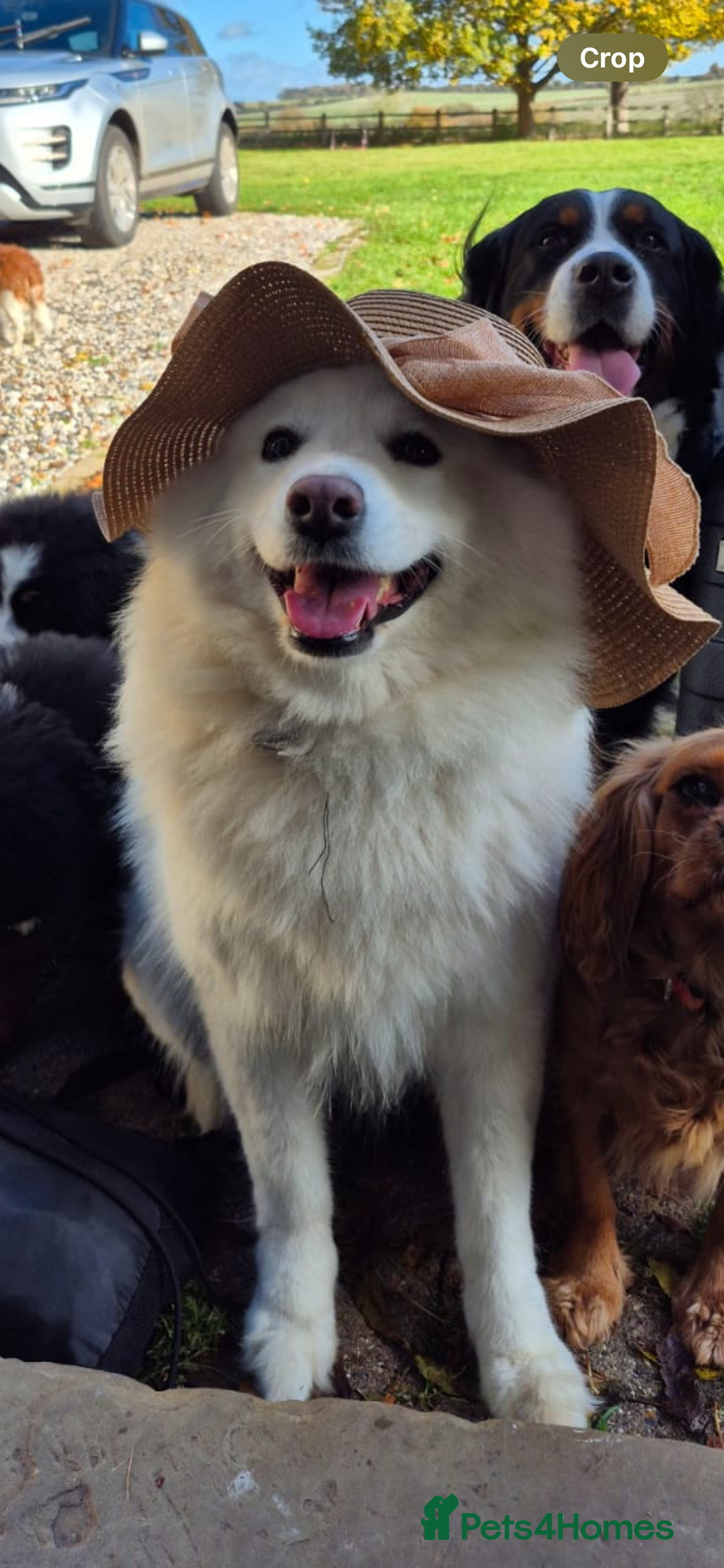 Samoyed dogs for sale: 4 Beautiful Pure Samoyeds ❤️ - Advert 5