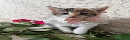 Mixed Breed cats for sale: 6 Adorable Kittens Ready for Their Forever Homes  - Advert 10
