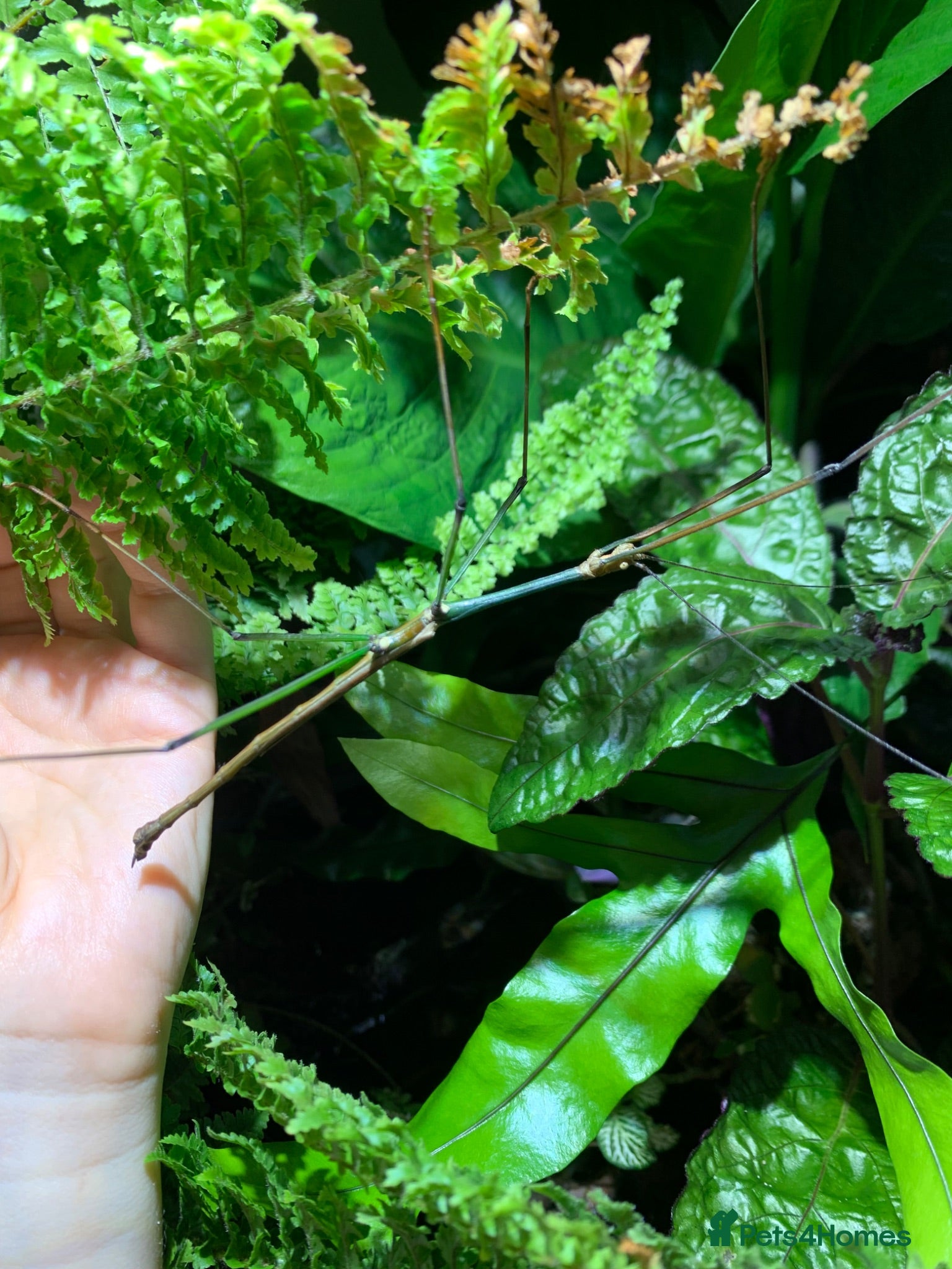 Stick Insects invertebrates Lopaphus sphalerus ova (eggs) x30 - RARE - Advert 13