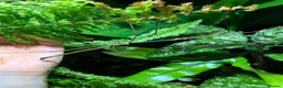 Stick Insects invertebrates for sale: Lopaphus sphalerus ova (eggs) x30 - RARE in Bridport - Advert 1