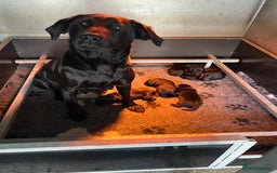 Labrador Retriever dogs for sale: 1 black dog available  - Image 8