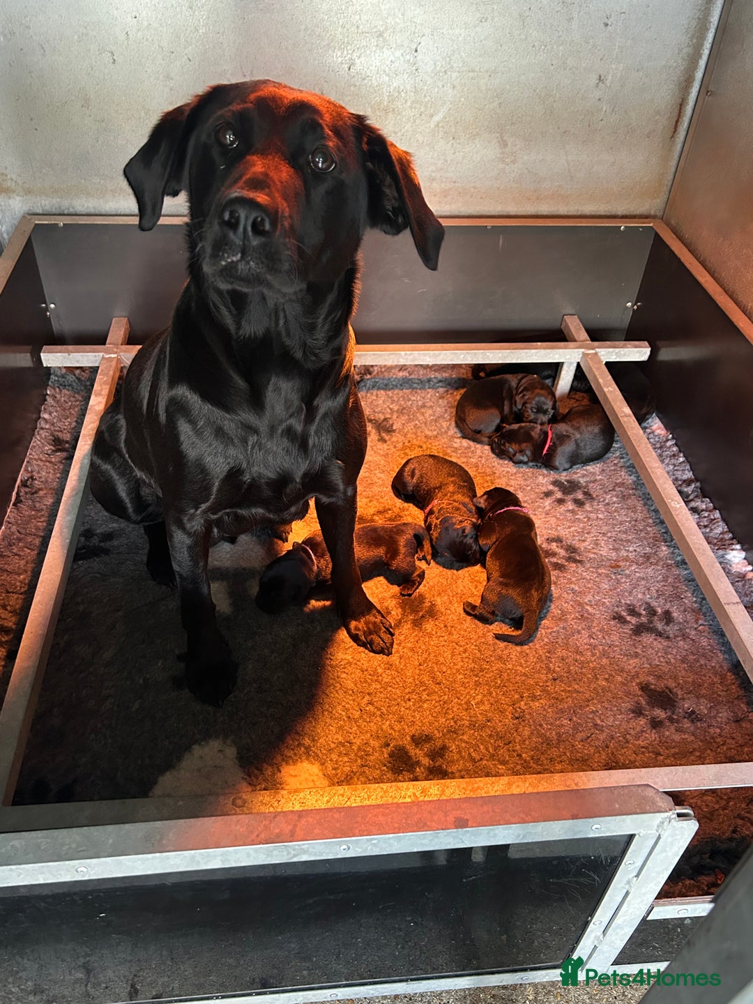 Labrador Retriever dogs for sale: 1 black dog available  - Image 8